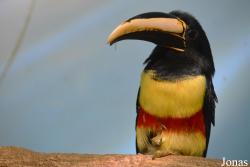 Sankt-Peterburg EKzoopark RIO
