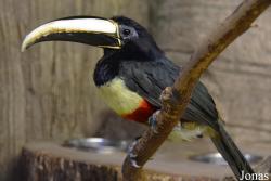 Sankt-Peterburg EKzoopark RIO