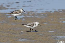 Calidris alba