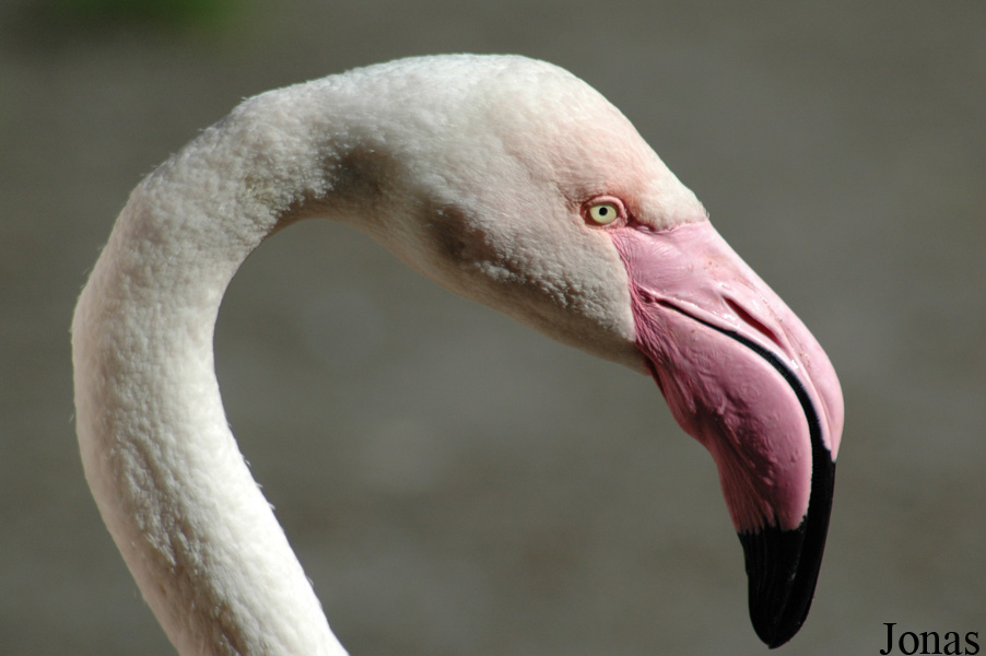 Vogelpark Walsrode