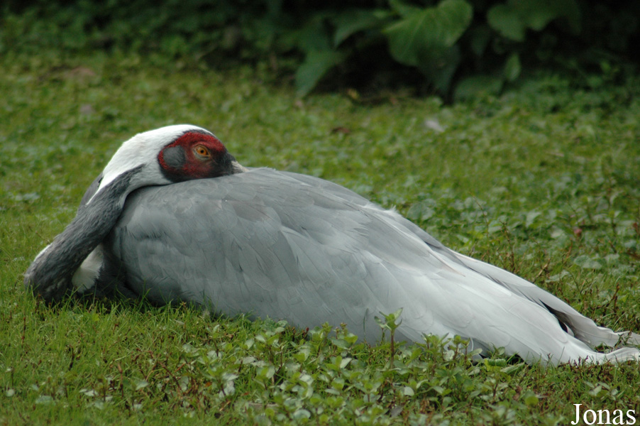 Vogelpark Walsrode