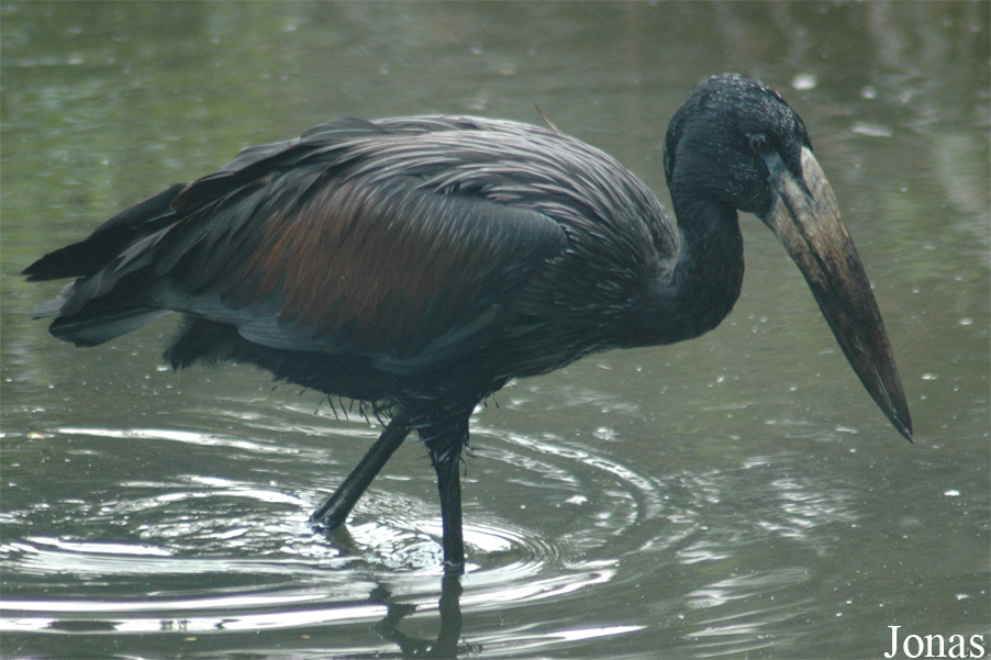 Vogelpark Walsrode