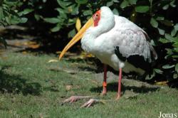 Vogelpark Walsrode