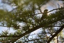 Phylloscopus collybita