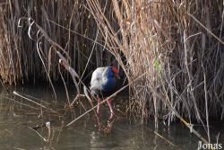 Parc Natural de s'Albufera de Mallorca