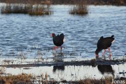 Parc Natural de s'Albufera de Mallorca