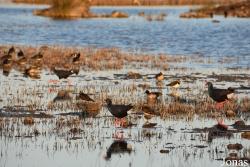 Parc Natural de s'Albufera de Mallorca