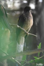 Natura Parc Santa Eugènia