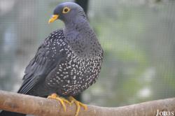 Columbidae