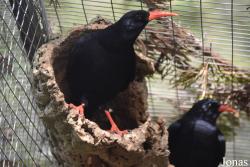 Cañada de los Pájaros