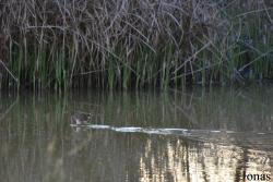 Laguna de Fuente de Piedra