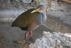 Loro Sexi