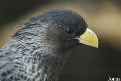 Criniferinae